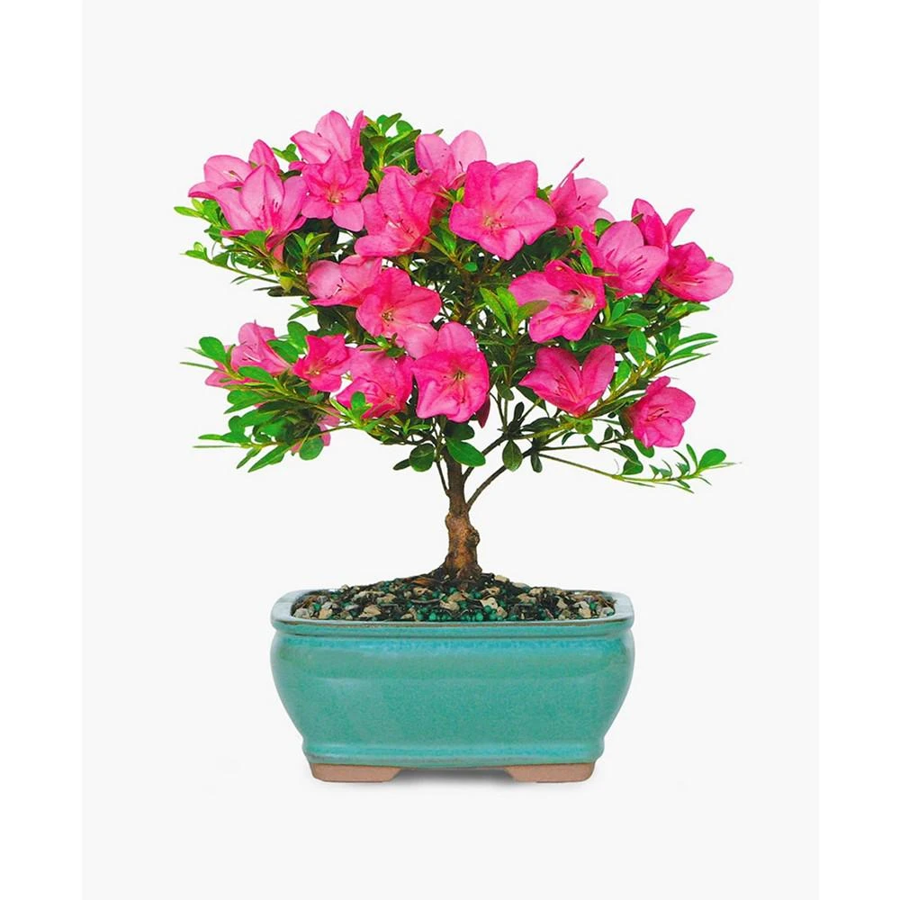 商品BloomsyBox|Satsuki Azalea Bonsai Live Plant,价格¥502,第1张图片