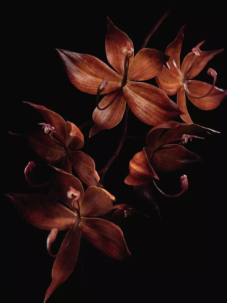 商品Guerlain|Orchidee Imperiale Black Cure 4 Week Anti-Aging Treatment,价格¥11701,第2张图片详细描述