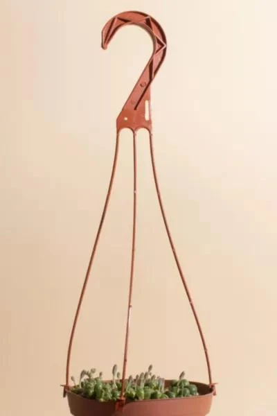 商品Home Botanicals|Home Botanicals Hanging String of Pearls Succulent in 6" Grow Pot with Hanger Included,价格¥225,第2张图片详细描述