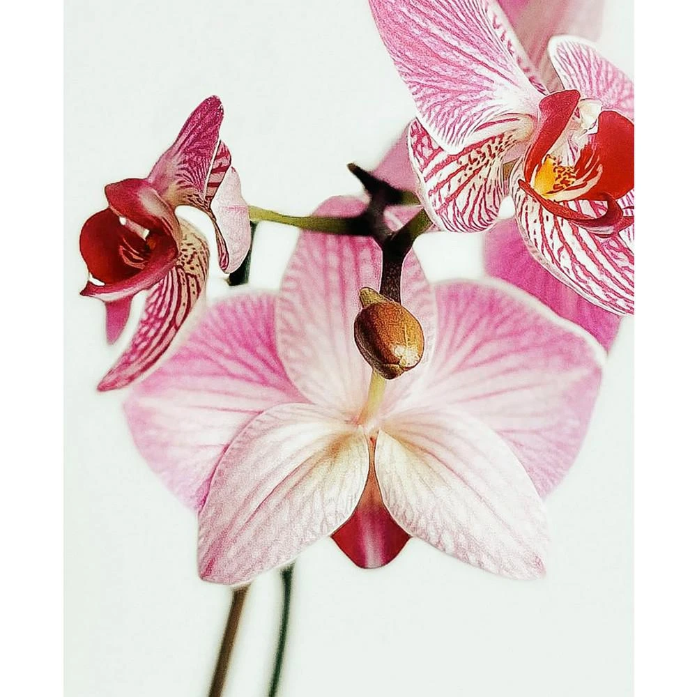 商品BloomsyBox|Paris Flowers Orchid Live Plant,价格¥541,第2张图片详细描述