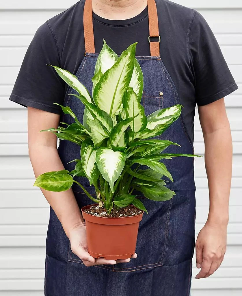 商品House Plant Shop|Dieffenbachia Camille Live Plant, 6" Pot,价格¥225,第3张图片详细描述