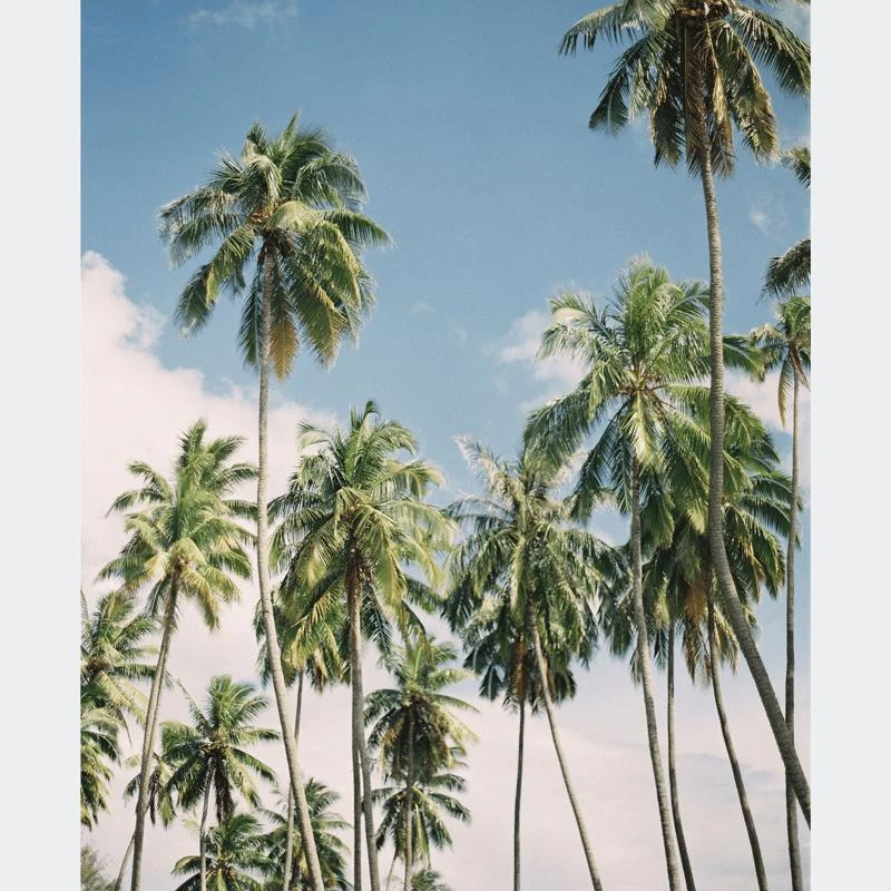 商品Catherine Mead|Stand Tall 11x14" Print 11"X14"/PRINT ONLY,价格¥2206,第1张图片