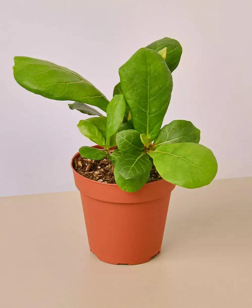 商品House Plant Shop|Fiddle Leaf Fig Ficus Lyrata Live Plant, 4" Pot,价格¥135,第1张图片