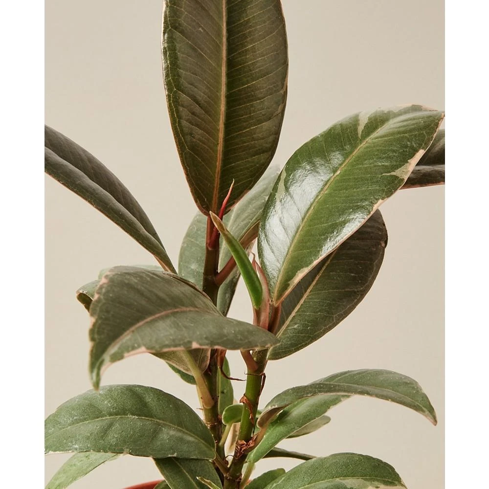商品House Plant Shop|Ficus Elastica 'Tineke' Live Plant, 4" Pot,价格¥135,第2张图片详细描述