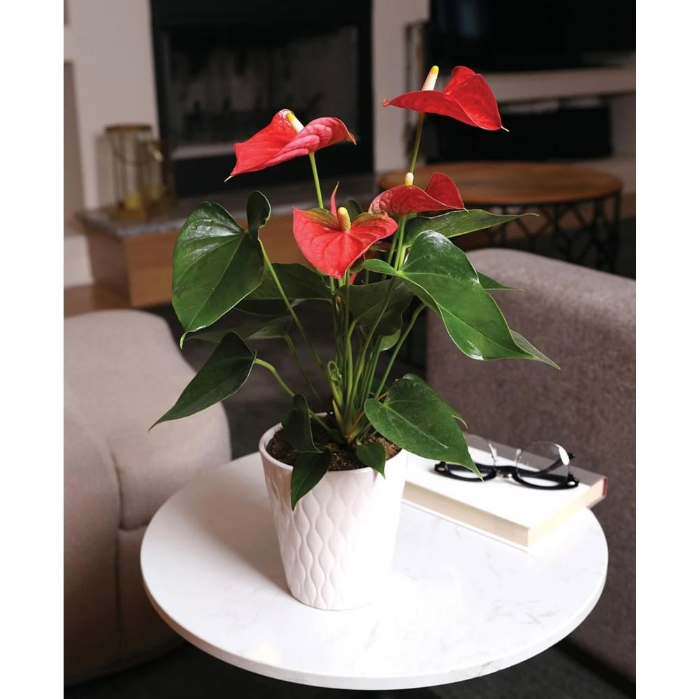 商品BloomsyBox|Bali Anthurium Live Plant,价格¥464,第2张图片详细描述