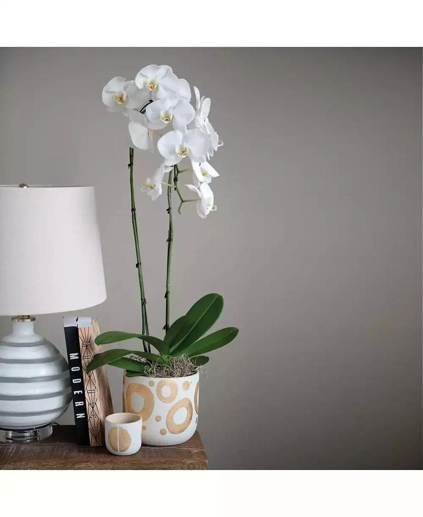 商品Storied Home|Hand-Painted Stoneware Planter with Gold-Tone Design, Holds 5" Pot,价格¥236,第3张图片详细描述