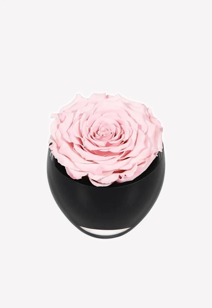 商品OnlyRoses|The Infinite Rose,价格¥1326,第1张图片