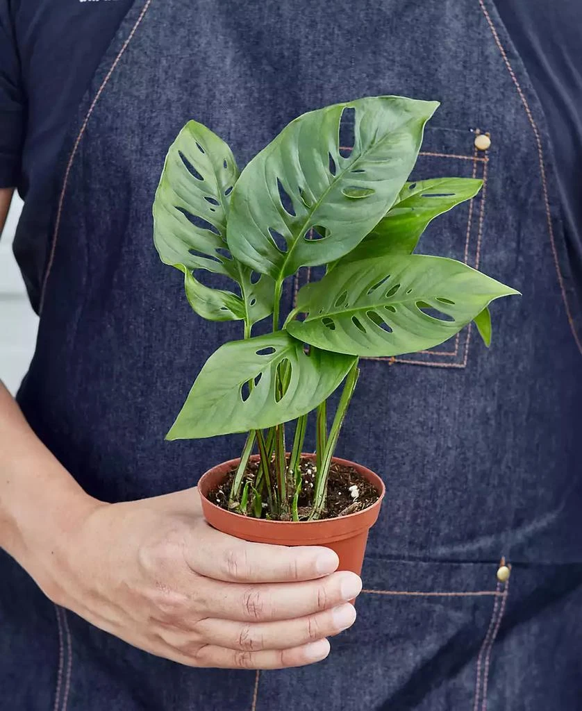 商品House Plant Shop|Monstera Adansonii "Swiss Cheese" Live Plant, 4" Pot,价格¥191,第3张图片详细描述