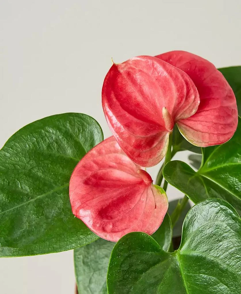 商品House Plant Shop|Pink Anthurium Live Plant, 4" Pot,价格¥155,第4张图片详细描述