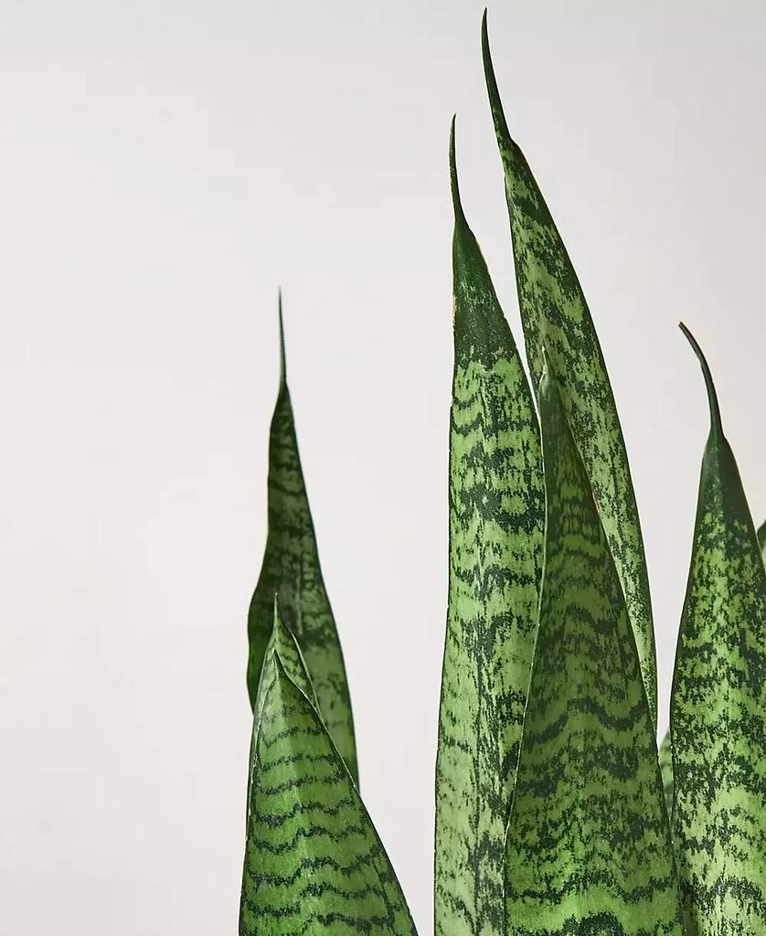 商品House Plant Shop|Snake 'Zeylanica' Live Plant, 6" Pot,价格¥191,第2张图片详细描述