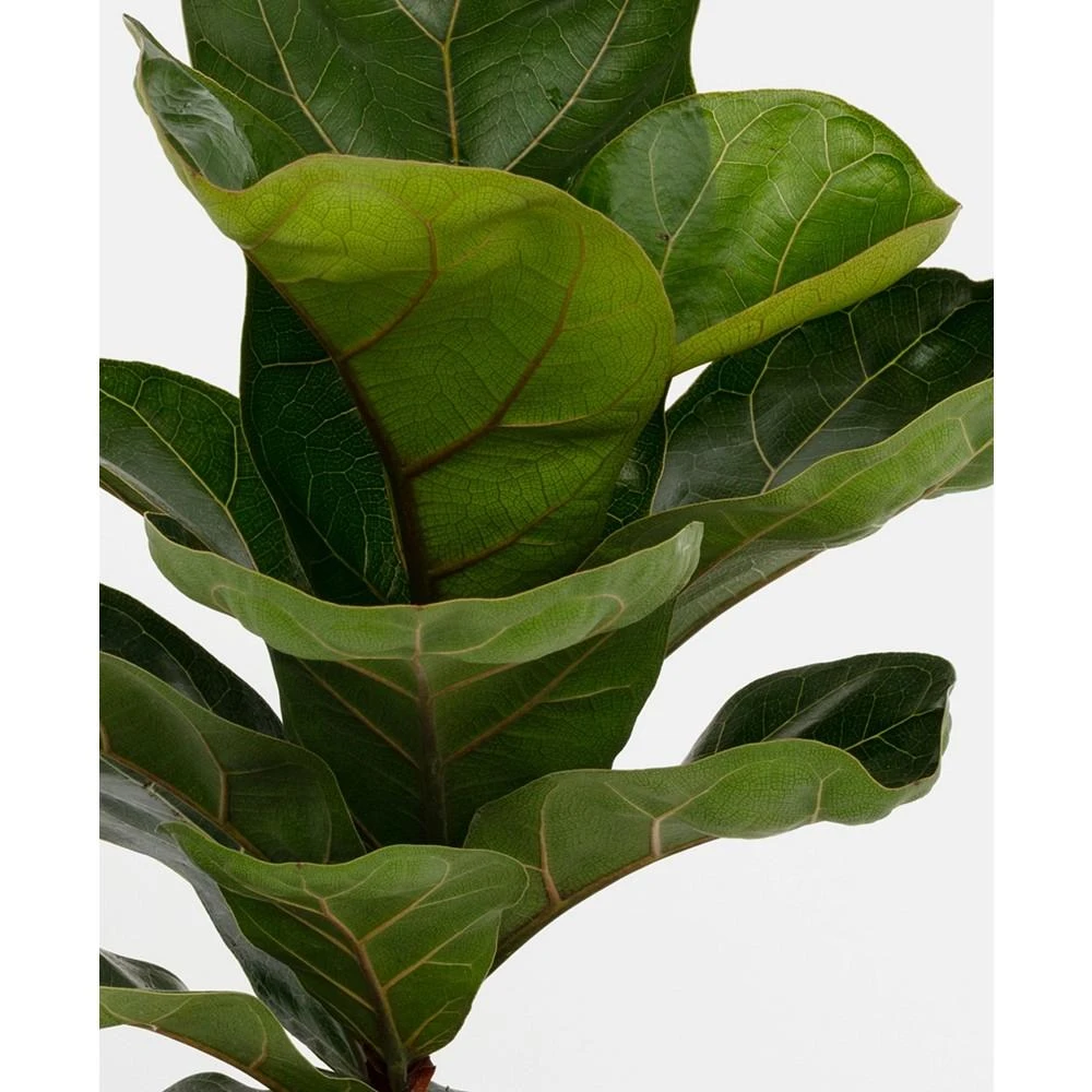 商品BloomsyBox|Portland Fiddle Leaf Fig Live Plant,价格¥448,第2张图片详细描述