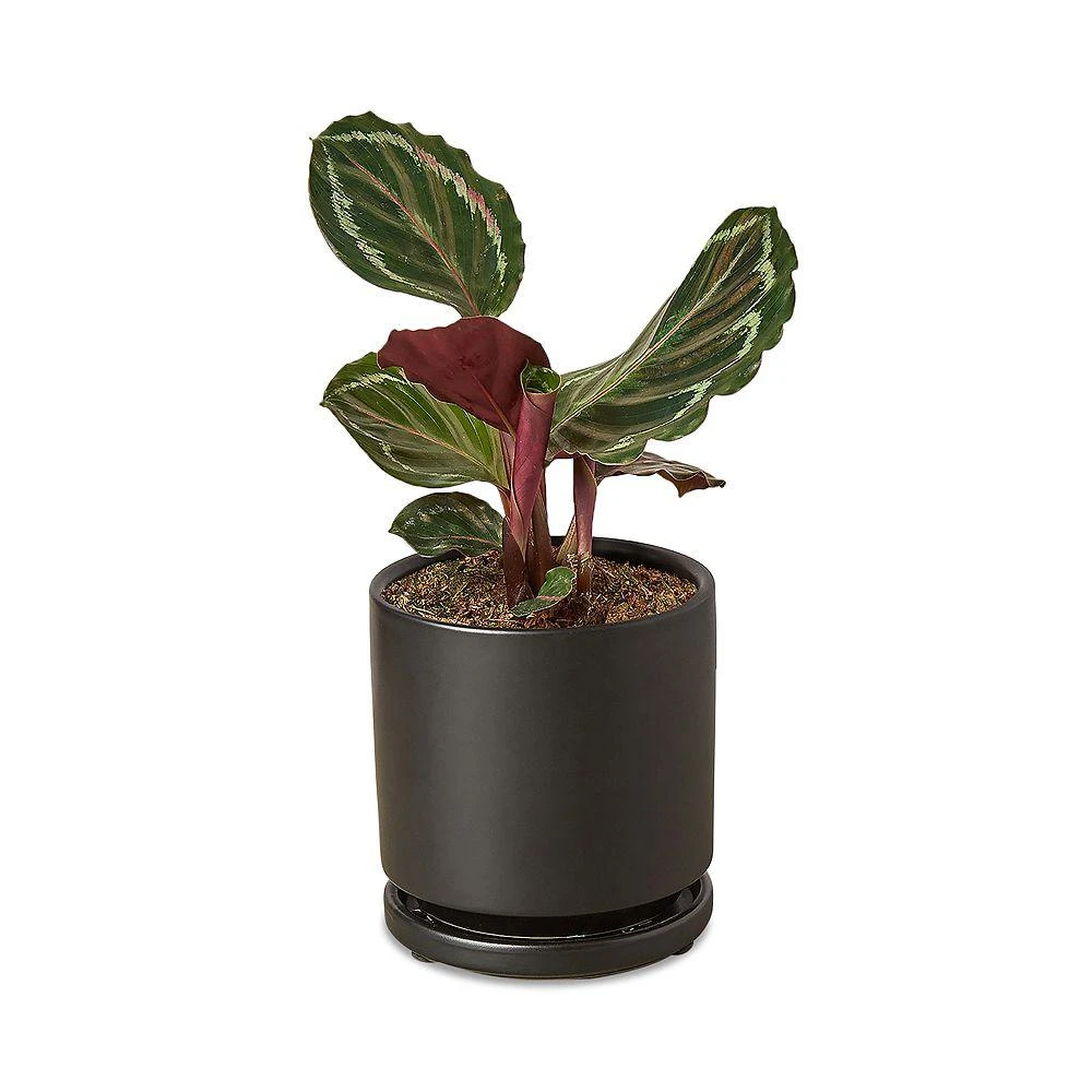 商品House Plant Shop|Medallion Plant in Black Pot,价格¥624,第1张图片