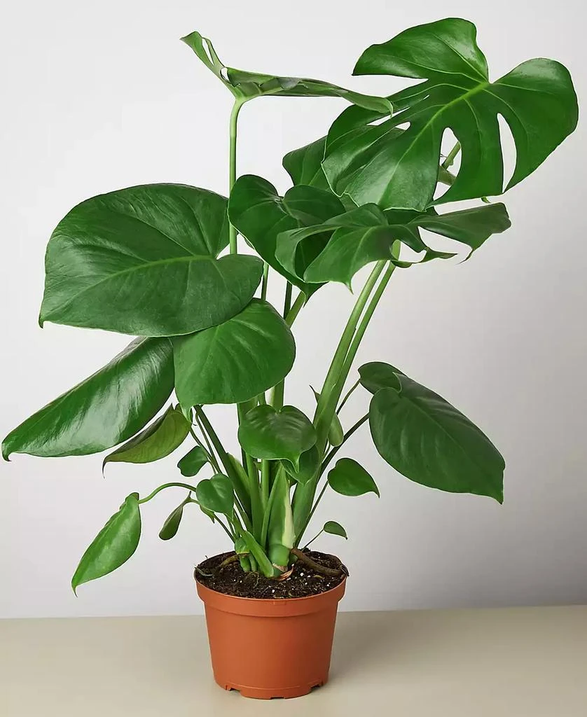 商品House Plant Shop|Philodendron 'Monstera' Live Plant, 6" Pot,价格¥232,第1张图片