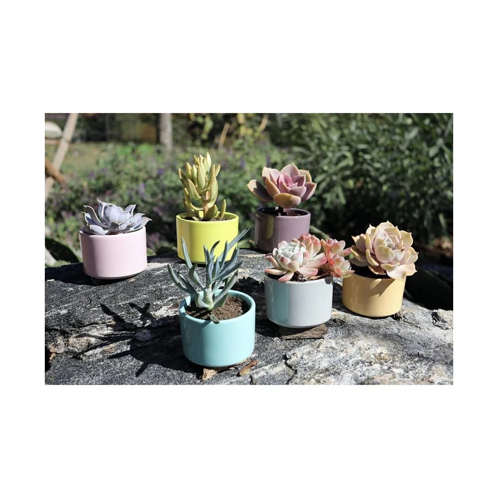 商品Window Garden|Set of 6 Shades of Succulents Planter Pots – Slip Your Plants Into Something More Colorful. Create a Stunning Display That’ll Surely Excite Your Visual Senses,价格¥247,第2张图片详细描述