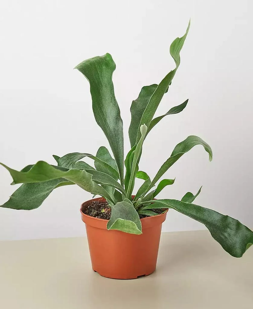 商品House Plant Shop|Staghorn Fern Live Plant, 6" Pot,价格¥191,第1张图片