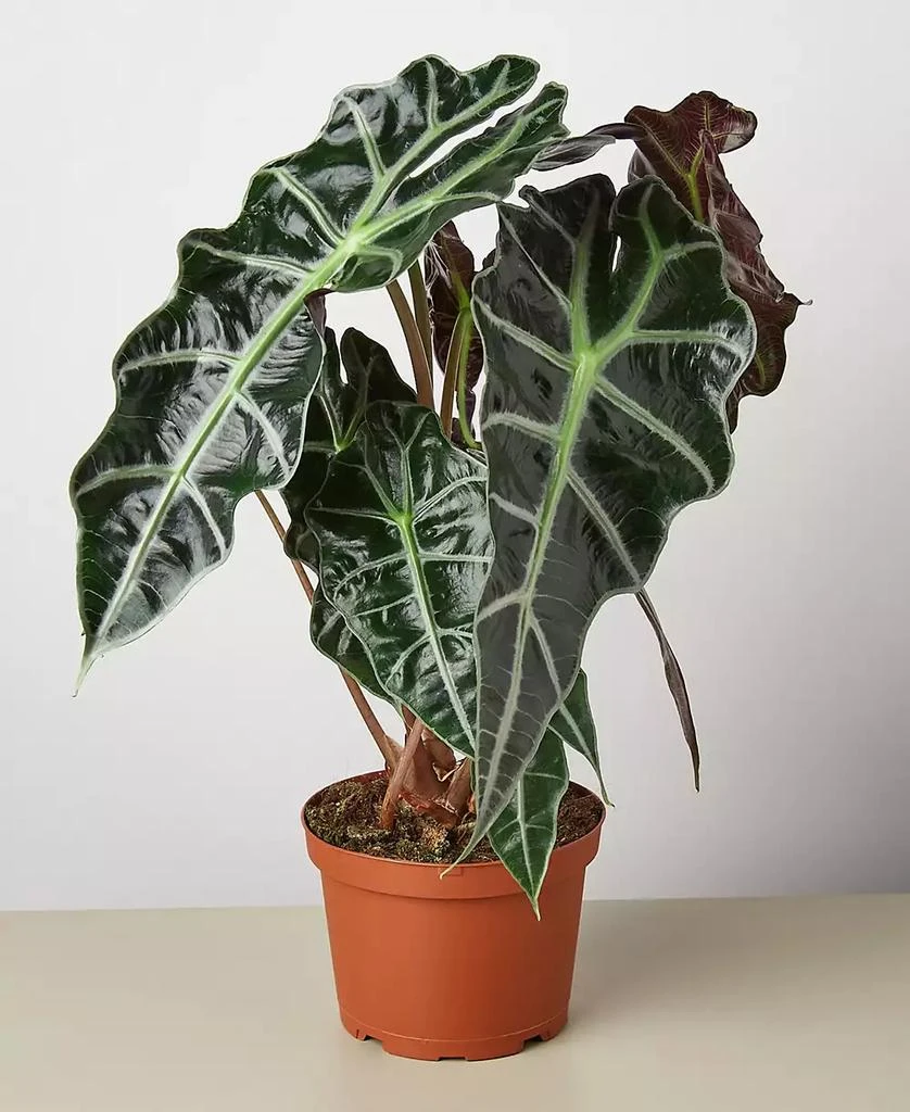 商品House Plant Shop|Alocasia Polly 'African Mask' Live Plant, 6" Pot,价格¥236,第1张图片