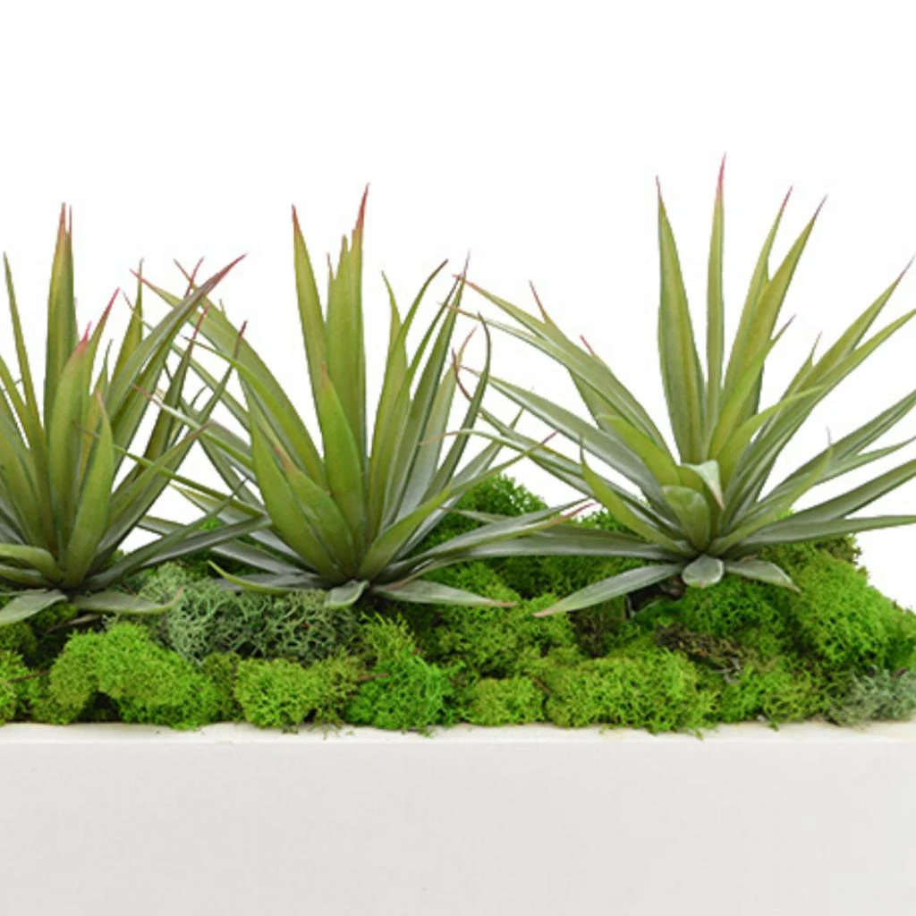 商品Creative Displays|Green Yucca, Cactus with Moss Succulent Plant,价格¥1295,第3张图片详细描述