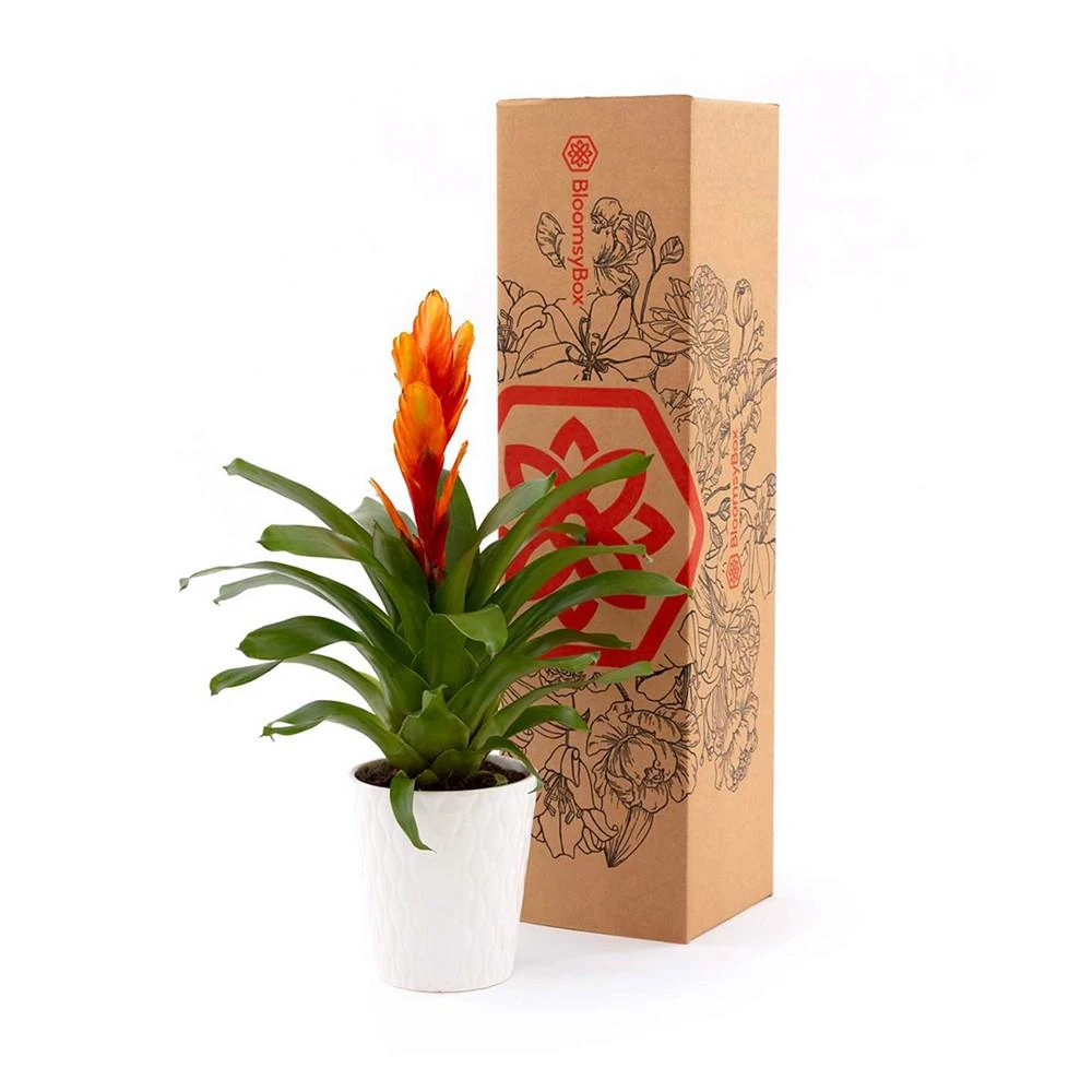 商品BloomsyBox|Fiery Bromeliad Live Plant,价格¥449,第3张图片详细描述