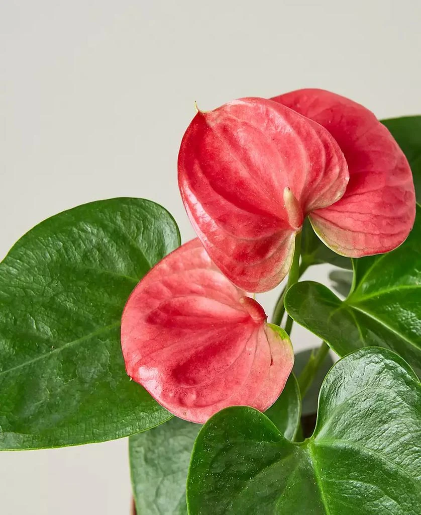 商品House Plant Shop|Pink Anthurium Live Plant, 4" Pot,价格¥150,第4张图片详细描述