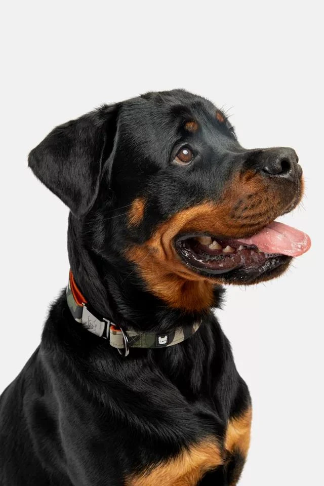 商品Silver Paw|Silver Paw Camo Dog Collar and Leash,价格¥261,第3张图片详细描述