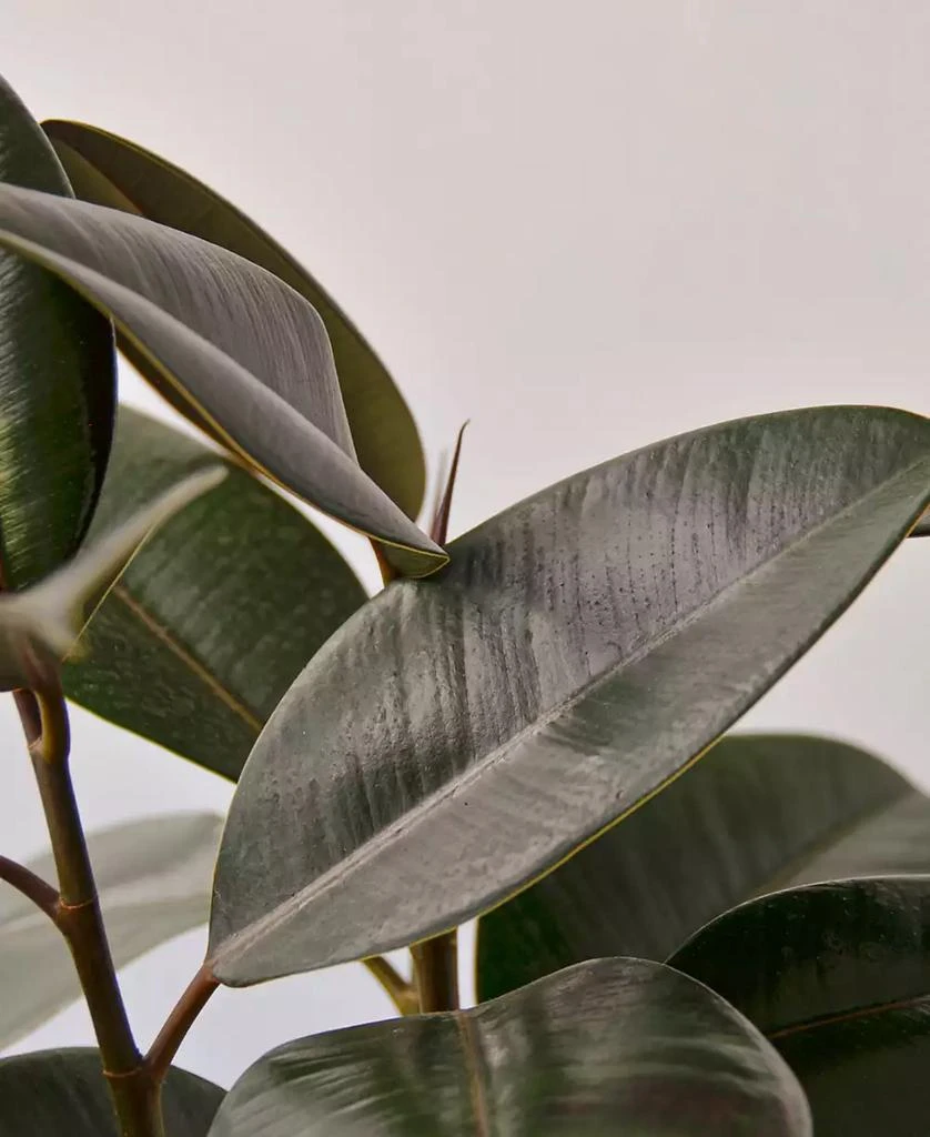 商品House Plant Shop|Ficus Elastica 'Burgundy' Live Plant, 6" Pot,价格¥267,第2张图片详细描述