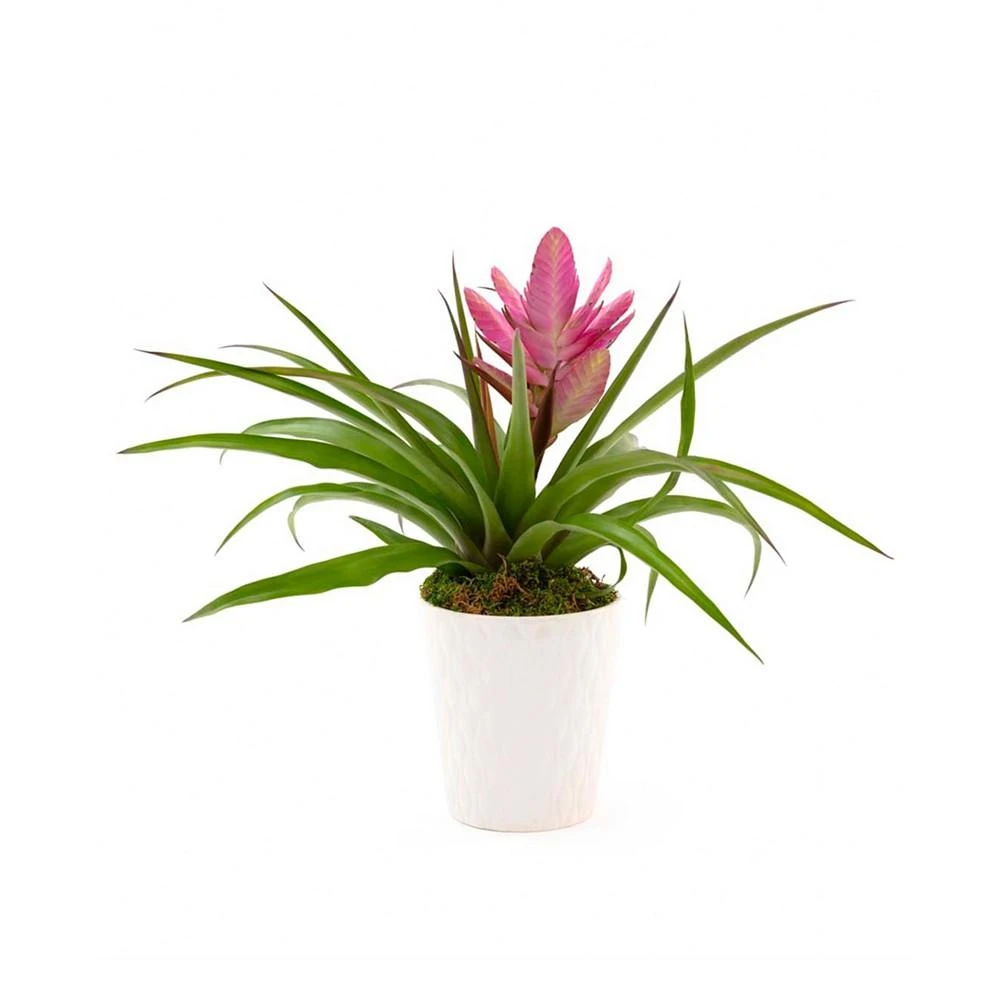 商品BloomsyBox|Pink Bromeliad Live Plant,价格¥449,第1张图片