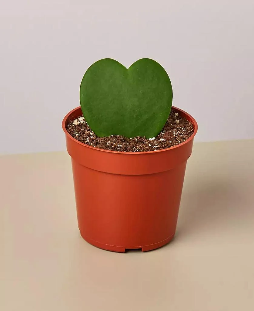 商品House Plant Shop|Hoya Sweetheart Live Plant, 4" Pot,价格¥134,第1张图片
