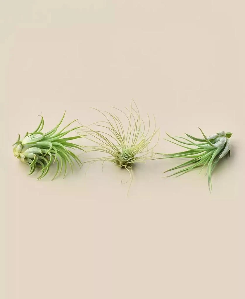 商品House Plant Shop|Live Air Plants, Pack of 3,价格¥127,第1张图片