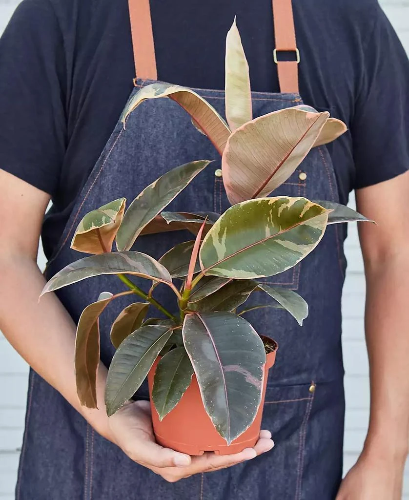 商品House Plant Shop|Ficus Ruby Pink 'Elastica' Live Plant, 6" Pot,价格¥278,第2张图片详细描述