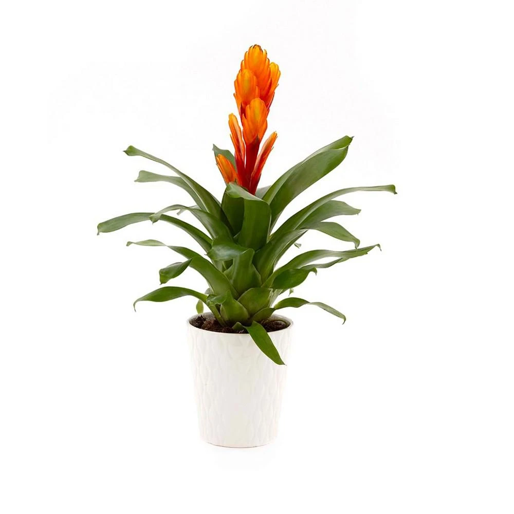 商品BloomsyBox|Fiery Bromeliad Live Plant,价格¥464,第1张图片