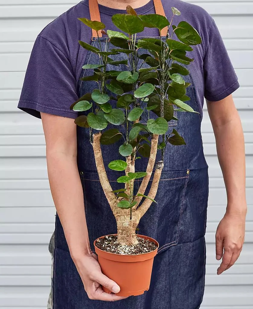 商品House Plant Shop|Aralia Fabian Stump 'Polyscias Scutellaria' Live Plant, 6" Pot,价格¥278,第3张图片详细描述