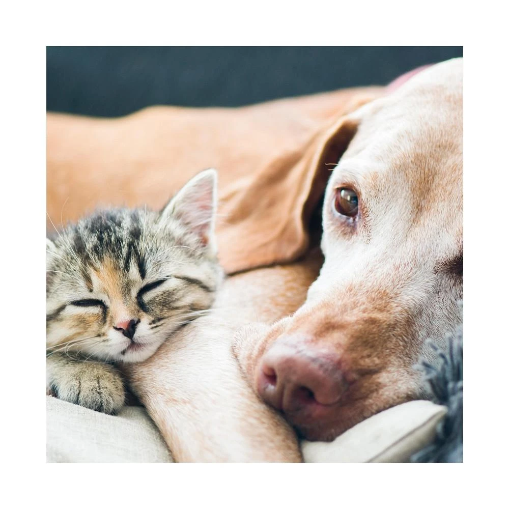 Pet Bed 商品