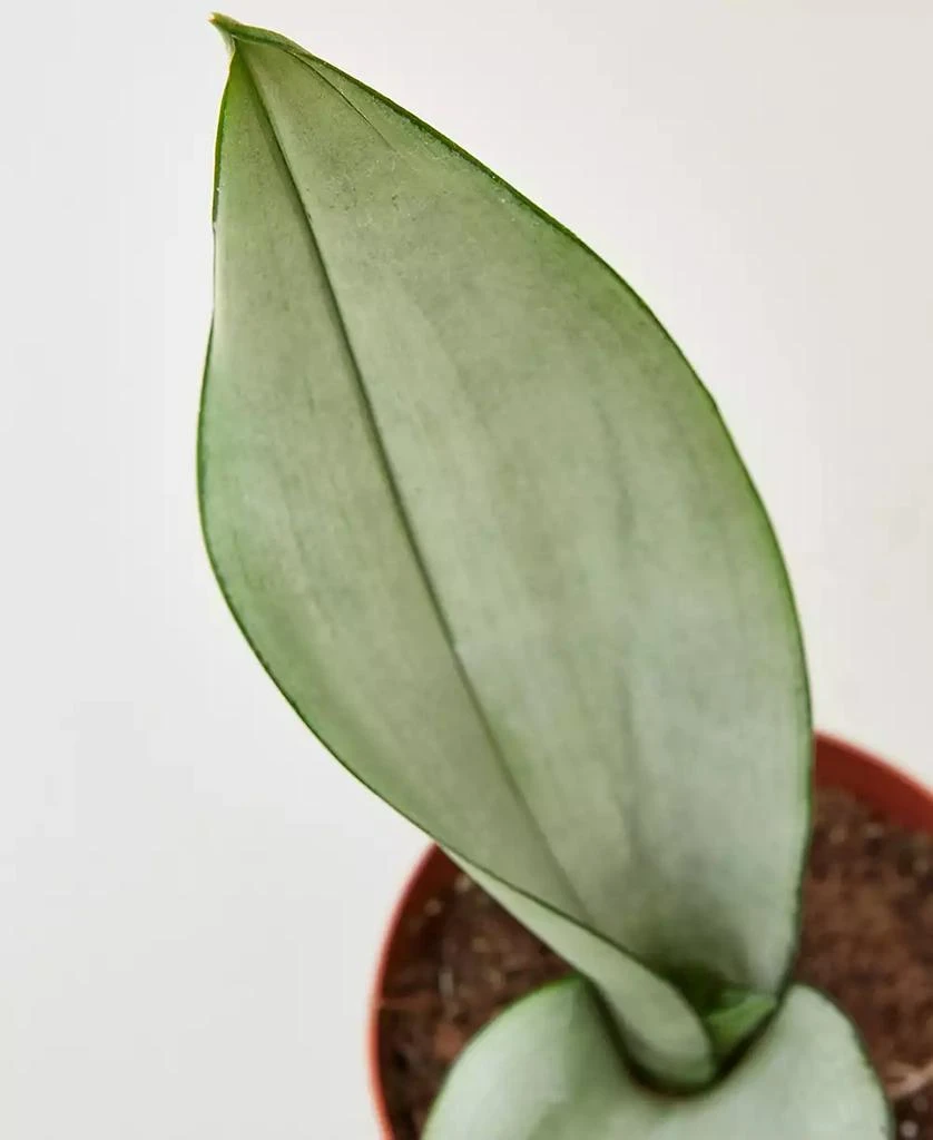 商品House Plant Shop|Snake Plant Moonshine Live Plant, 4" Pot,价格¥139,第2张图片详细描述