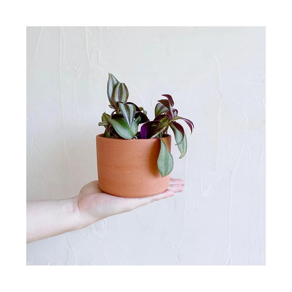 商品Tierra Sol Studio|Tradescantia Zebrina Plant Kit - Terracotta,价格¥449,第2张图片详细描述