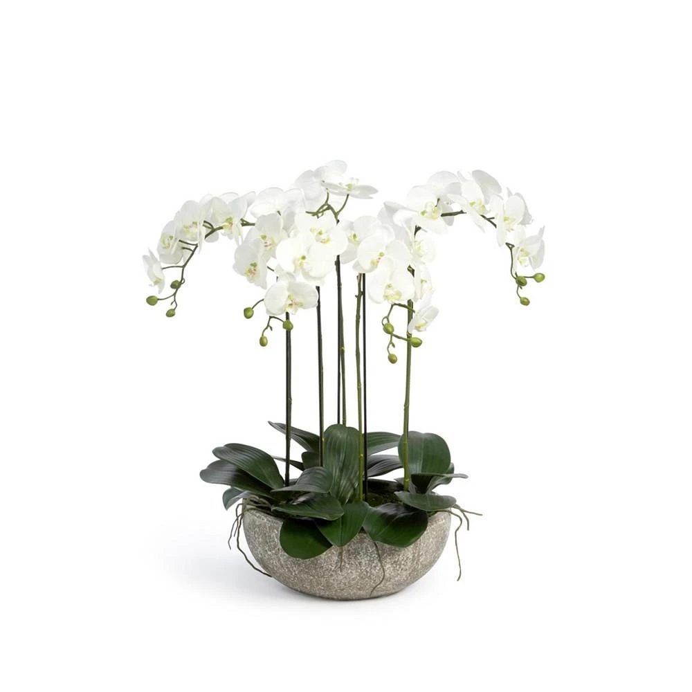 商品Park Hill Collection|Phalaenopsis Orchid Plant in Concrete Bowl,价格¥3095,第1张图片