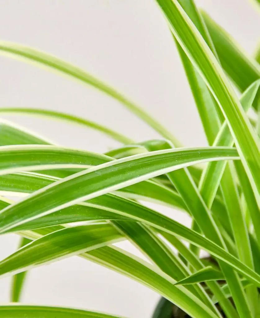 商品House Plant Shop|Spider Reverse Live Plant, 6" Pot,价格¥191,第3张图片详细描述