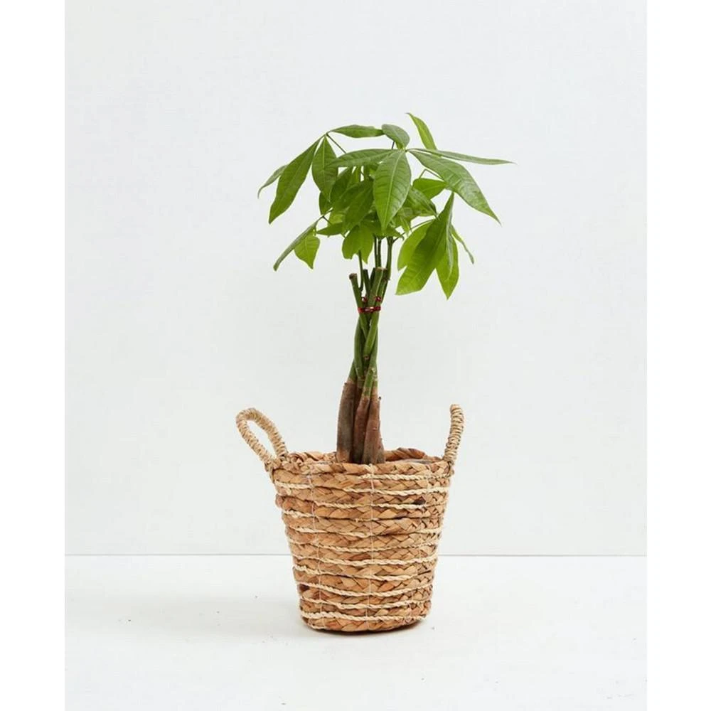 商品Lively Root|Money Tree Live Plant, 6" Basket,价格¥479,第1张图片