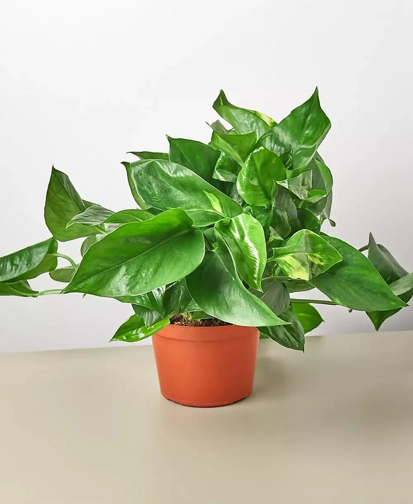 商品House Plant Shop|Pothos Golden Live Plant, 6" Pot,价格¥191,第1张图片