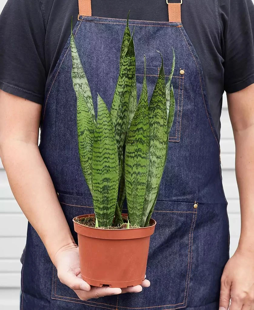 商品House Plant Shop|Snake 'Zeylanica' Live Plant, 6" Pot,价格¥191,第3张图片详细描述