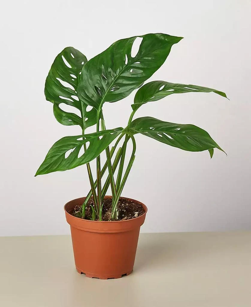 商品House Plant Shop|Monstera Adansonii "Swiss Cheese" Live Plant, 4" Pot,价格¥191,第1张图片