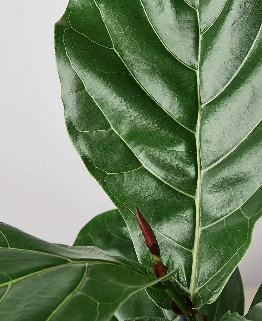 商品House Plant Shop|Ficus Lyrata Fiddle Leaf Fig Live Plant, 6" Pot,价格¥269,第3张图片详细描述