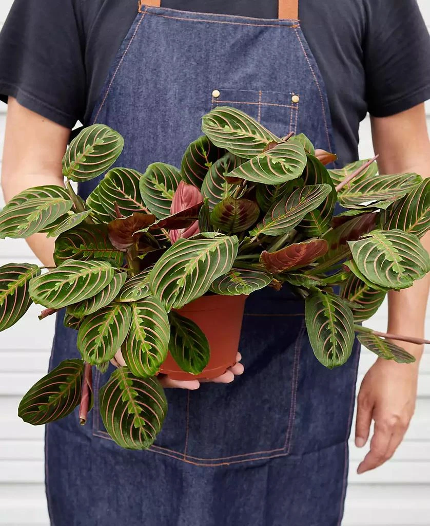 商品House Plant Shop|Maranta Red Prayer 'Herringbone' Live Plant, 6" Pot,价格¥191,第2张图片详细描述