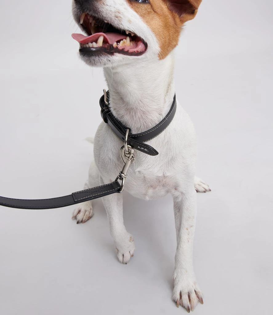 商品Toutou|Toutou leather collar,价格¥1417,第2张图片详细描述