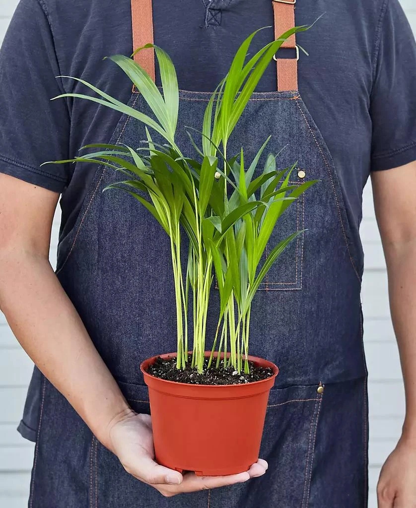 商品House Plant Shop|Areca Palm Live Plant, in 6" Pot,价格¥191,第3张图片详细描述