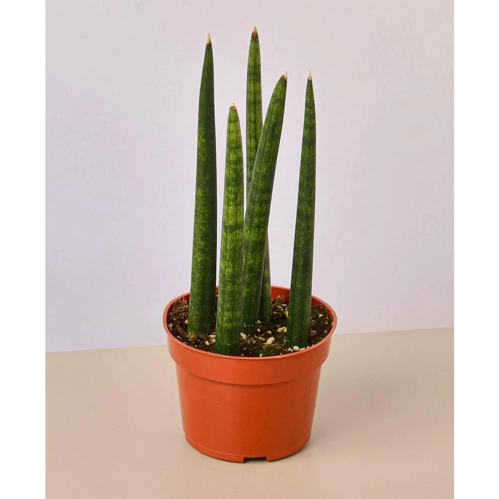 商品House Plant Shop|Snake Plant Cylindrica Live Plant, 4" Pot,价格¥150,第1张图片