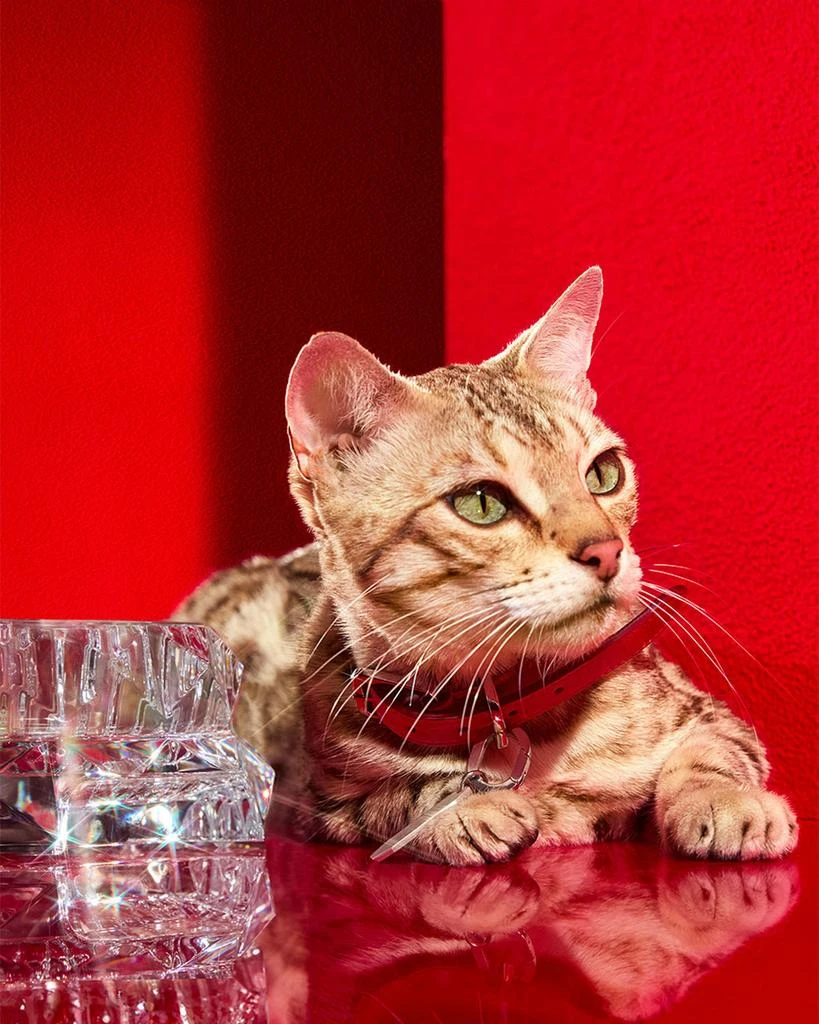 商品Baccarat|Louxor Pet Collar, Small,价格¥5730,第4张图片详细描述