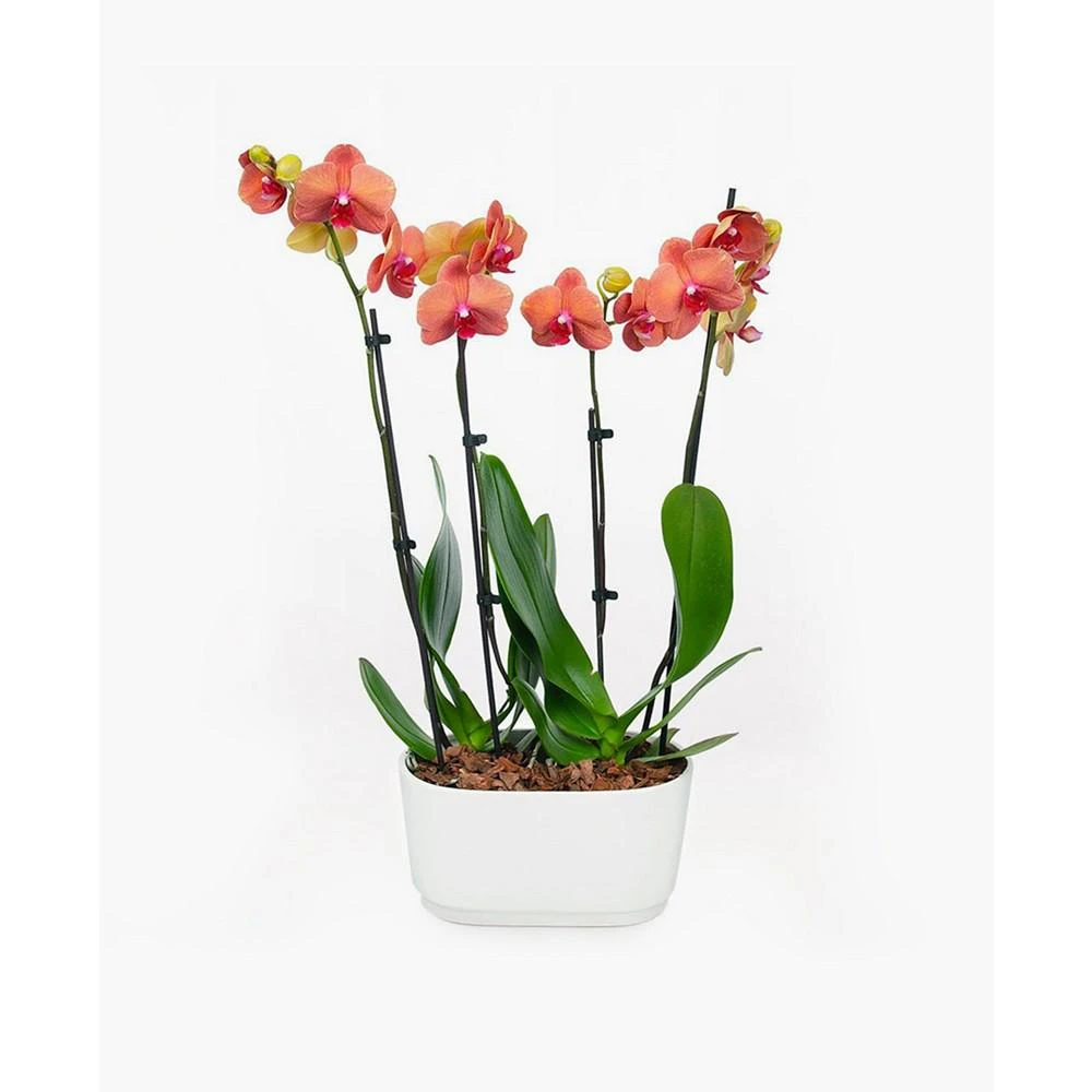 商品BloomsyBox|Barcelona Orchid Duo Live Plant,价格¥748,第1张图片