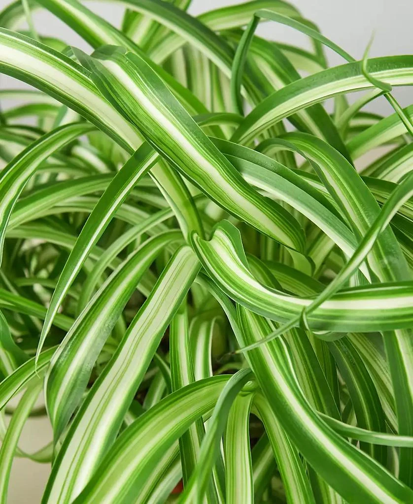 商品House Plant Shop|Spider Plant 'Bonnie' Live Plant, 6" Pot,价格¥191,第2张图片详细描述