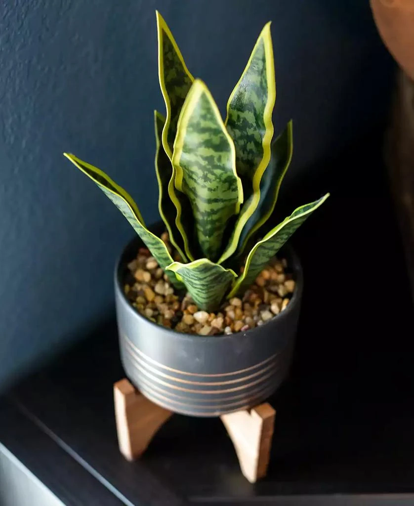 商品Flora Bunda|12" Artificial Snake Plant in 4.75" Ceramic Planter on Wood Stand,价格¥403,第2张图片详细描述