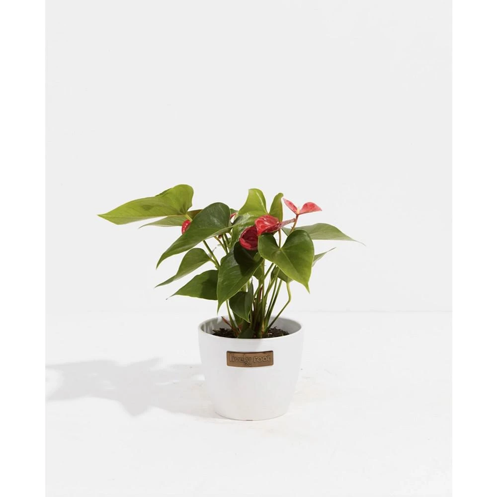 商品Lively Root|Flamingo Flower Live Plant, 4" Coco Eco Pot,价格¥374,第1张图片